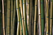 BAMBUSEAE, BAMBOO