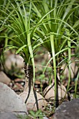 BEAUCARNEA RECURVATA, PONY TAIL PALM