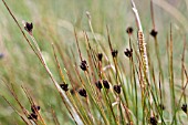 JUNCUS, RUSH