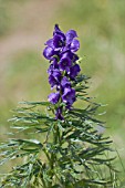 ACONITUM NAPELLUS, COMMON MONKSWOOD