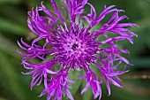 CENTAURIA SCABIOSA, GREAT KNAPWEED FLOWER