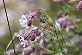 SILENE, CAMPION