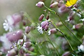 SILENE, CAMPION