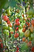 SOLANUM LYCOPERSICUM, TOMATO