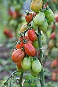 SOLANUM LYCOPERSICUM, TOMATO