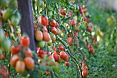 SOLANUM LYCOPERSICUM, TOMATO