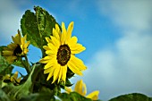 HELIANTHUS ANNUUS, SUNFLOWER