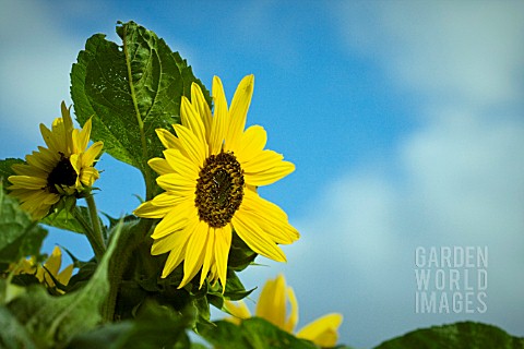 HELIANTHUS_ANNUUS_SUNFLOWER