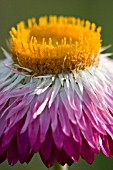 HELICHRYSUM BRACTEATUM, BRACTED STRAWFLOWER