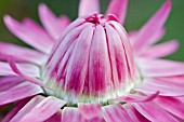 HELICHRYSUM BRACTEATUM, BRACTED STRAWFLOWER