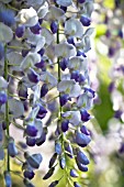 WISTERIA