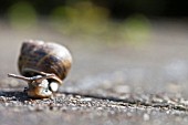 HELIX ASPERSA, GARDEN SNAIL