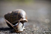 HELIX ASPERSA, GARDEN SNAIL