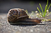 HELIX ASPERSA, GARDEN SNAIL