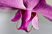 PHALAENOPSIS, ORCHID