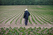 MAN INSPECTING BRASSICA TRANSPLANTS