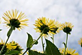 INULA HELENIUM, HORSE-HEAL