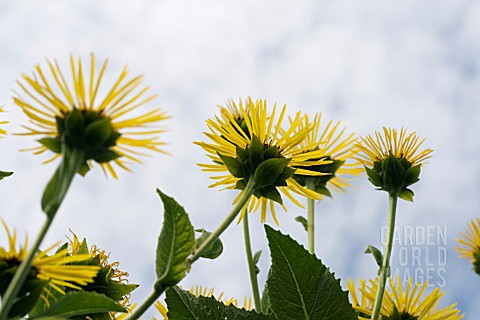 INULA_HELENIUM_HORSEHEAL