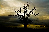 DEAD TREE SILHOUETTE