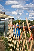 ALLOTMENT CANES FOR SOLANUM LYCOPERSICUM, TOMATOES