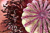 PAPAVER ORIENTALE, SEED HEAD OF ORIENTAL POPPY