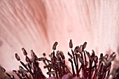 PAPAVER ORIENTALE, STAMENS OF ORIENTAL POPPY