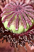 PAPAVER ORIENTALE, SEED HEAD OF ORIENTAL POPPY