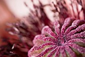 PAPAVER ORIENTALE, SEED HEAD OF ORIENTAL POPPY