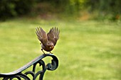 ERITHACUS RUBECULA, ROBIN