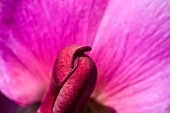 LATHYRUS ODORATUS, SWEET PEA