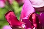 LATHYRUS ODORATUS, SWEET PEA