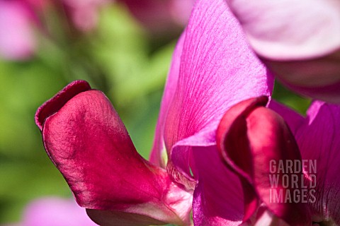 LATHYRUS_ODORATUS_SWEET_PEA