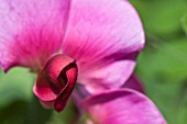 LATHYRUS ODORATUS, SWEET PEA