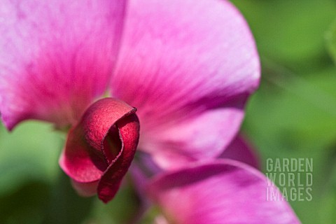 LATHYRUS_ODORATUS_SWEET_PEA