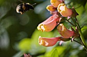 BOMBUS, BUMBLE BEE, APPROACHING ECCREMOCARPUS, CHILEAN GLORY FLOWER