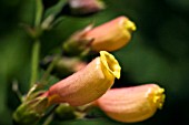 ECCREMOCARPUS, CHILEAN GLORY FLOWER