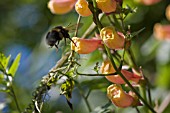 BOMBUS, BUMBLE BEE, APPROACHING ECCREMOCARPUS, CHILEAN GLORY FLOWER