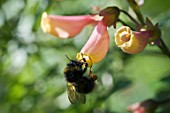 BOMBUS, BUMBLE BEE, HANGING OFF ECCREMOCARPUS, CHILEAN GLORY FLOWER