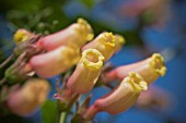 ECCREMOCARPUS, CHILEAN GLORY FLOWER