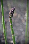 ASPARAGUS OFFICINALIS, ASPARAGUS