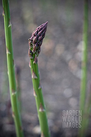 ASPARAGUS_OFFICINALIS_ASPARAGUS