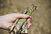 ASPARAGUS OFFICINALIS, ASPARAGUS