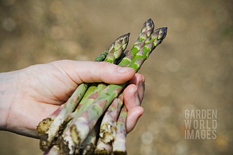 ASPARAGUS_OFFICINALIS_ASPARAGUS