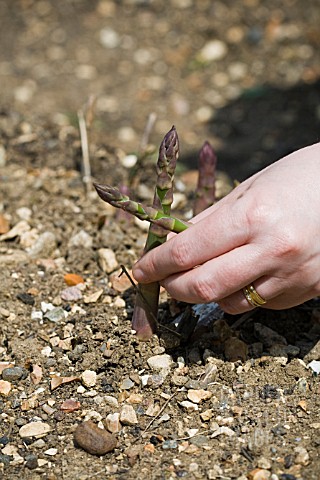 ASPARAGUS_OFFICINALIS_ASPARAGUS