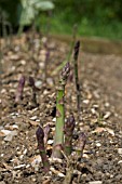 ASPARAGUS OFFICINALIS, ASPARAGUS