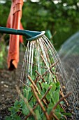 WATERING PEAS