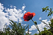 PAPAVER SOMNIFERUM