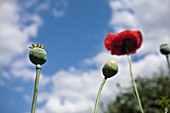 PAPAVER SOMNNIFERUM