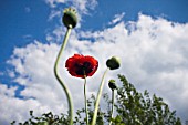 PAPAVER SOMNIFERUM