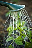 WATERING DAHLIA